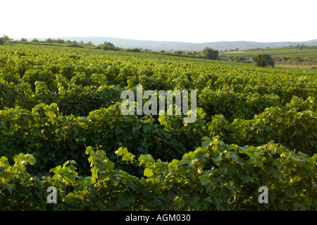 Niederösterreich, Retz Wein-Bereich Stockfoto