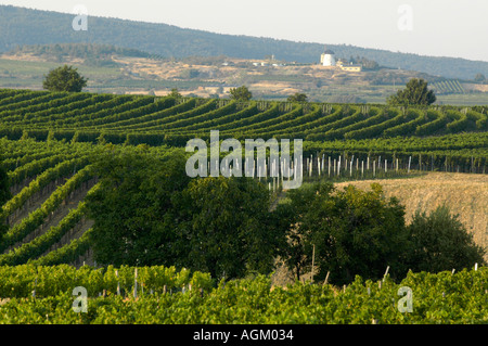 Niederösterreich, Retz Wein-Bereich Stockfoto