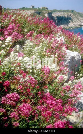 Rote und weiße Formen der roten Baldrian oder Spur Baldrian Blüte auf Kalkstein Klippe in der Nähe von Portland Bill Dorset England UK Stockfoto