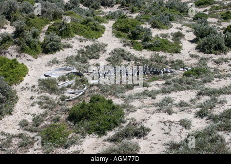 Australien Kangaroo Island Seal Bay Conservation Park Skelett Novaeangliae Buckelwal Impressionen Stockfoto