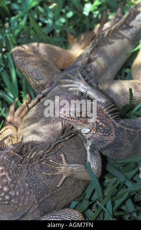 Costa Rica Manuel Antonio Nationalpark grüner Leguan, Iguana Iguana Stockfoto