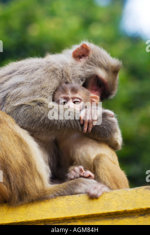 Mutter und junge Makaken-Affen. Kathnamdu, Nepal Stockfoto