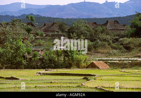 China Yunnan Süden Xishuangbanna Manguanhan Dorf Reisfelder Stockfoto