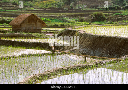 China Yunnan Süden Xishuangbanna Manguanhan Dorf Reisfelder Stockfoto