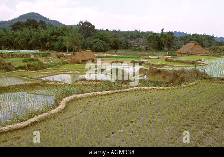 China Yunnan Süden Xishuangbanna Manguanhan Dorf Reisfelder Stockfoto