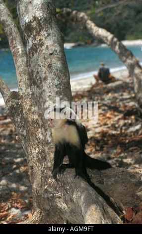 Costa Rica Nationalpark Manuel Antonio, Kapuzineraffen, Cebus Capucinus, sitzend auf Baumstamm mit Strand im Hintergrund Stockfoto