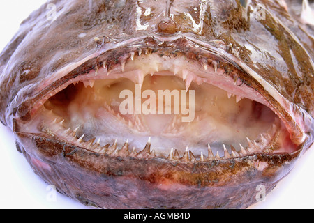 Seeteufel Lophius sp Stockfoto