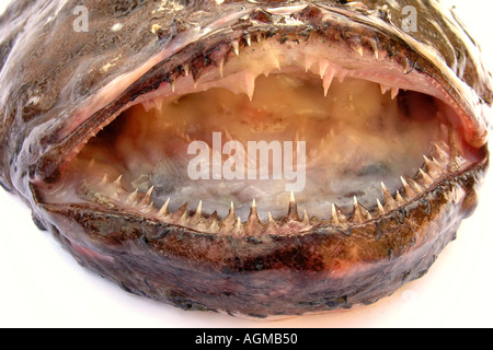 Seeteufel Lophius sp Stockfoto
