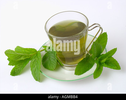 Infusion Minze Mentha piperita Stockfoto