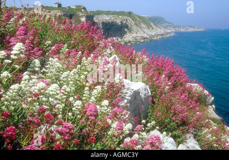 Rote und weiße Formen der roten Baldrian oder Spur Baldrian Blüte auf Kalkstein Klippe in der Nähe von Portland Bill Dorset England UK Stockfoto