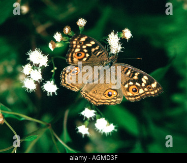 Schmetterling Stockfoto