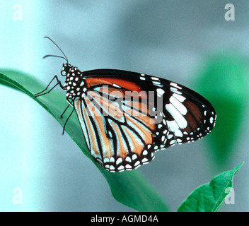 Schwarz geädert Tiger Schmetterling (Danaus Genutia) Stockfoto