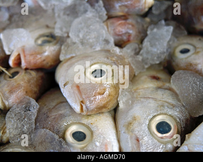 FISCHEN AUF EIS Stockfoto