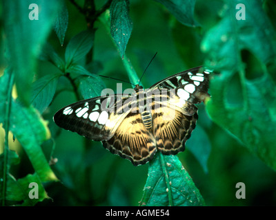 Schmetterling (Parthenos Sylvia Lilacinus) Stockfoto