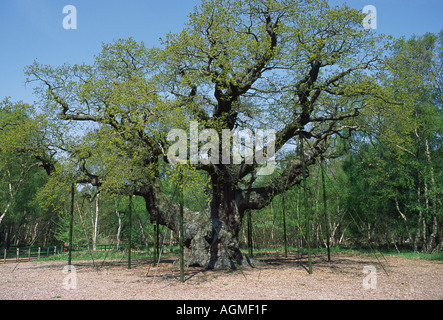 Die Major Oak im Sherwood Forest Stockfoto