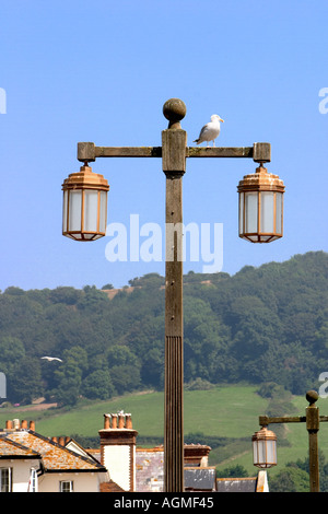 Möwe auf einer Laterne in der Ortschaft Sidmouth Devon England Stockfoto