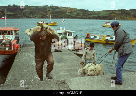 Chile, Castro, Chiloé Insel, Männer, die Transport von Schafen im Hafen Stockfoto