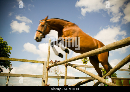 Rotes Pferd ohne Reiter springen Stockfoto