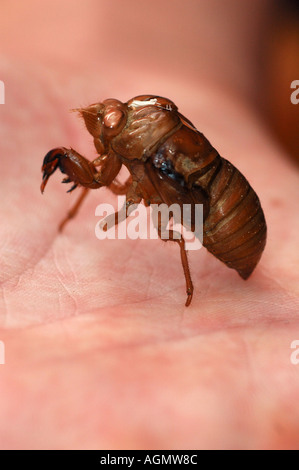 Zikade Nymphe Shell in Handfläche Stockfoto