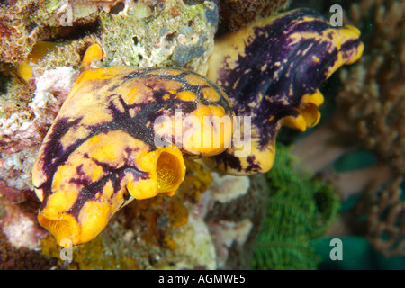 Seescheiden Polycarpa Aurata Monkey Beach Puerto Galera Mindoro Philippinen Stockfoto