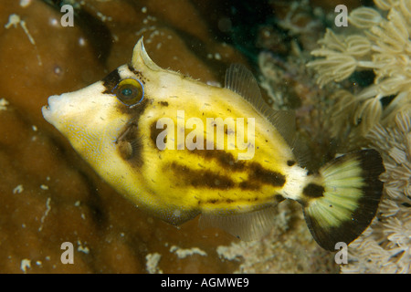 Brillentragende Feilenfisch Cantherhines Fronticinctus Sabang Wrack Puerto Galera Mindoro Philippinen Stockfoto