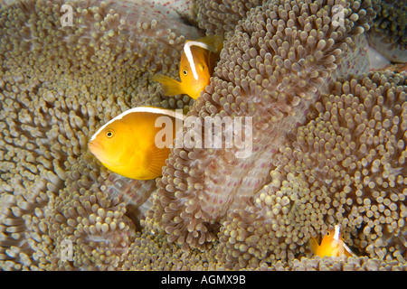 Drei orangefarbene Anemonen Fischen Amphiprion Sandaracinos in Merten s Seeanemone regelmäßig Mertensii Puerto Galera-Philippinen Stockfoto