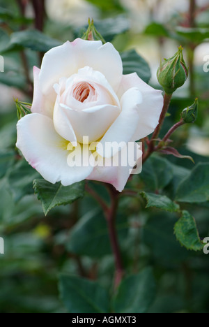 Rosa "Crocus Rose AUSQUEST" Stockfoto