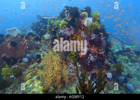 Unterschiedlichsten Korallen Kopf einschließlich hart- und Weichkorallen Feder Stars und Anthias Puerto Galera Mindoro Philippinen Stockfoto