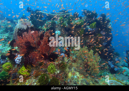 Unterschiedlichsten Korallen Kopf einschließlich hart- und Weichkorallen Feder Sterne und Anthias Kilima Schritte Puerto Galera-Philippinen Stockfoto