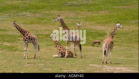 Giraffen im Zoo Prag Grünland Ausstellung Stockfoto