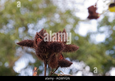 Trockenen Annatto Samenkapseln Annatto oder Achiote Bixa Orellana L Stockfoto