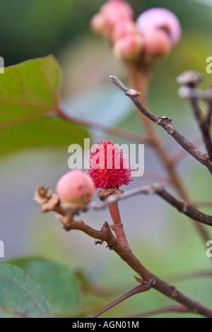 Young Annatto Pflanzensamen und Blumen Annatto oder Achiote Bixa Orellana L Stockfoto