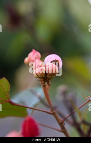 Young Annatto Pflanzensamen und Blumen Annatto oder Achiote Bixa Orellana L Stockfoto