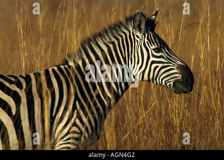 Burchells Zebra Stockfoto