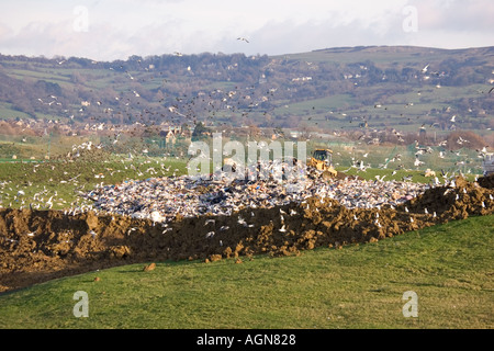 Planierraupe, umgeben von Möwen und Stare auf Deponie in Cotswolds Wingmoor Farm Cory Environmental UK Stockfoto