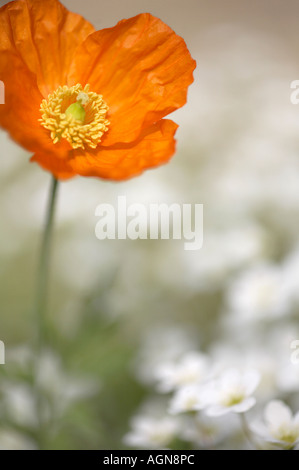 Meconopsis Cambrica Welsh Mohn Stockfoto