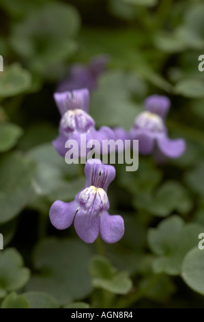 Cymbalaria Muralis Ivy Leaved Leinkraut Stockfoto