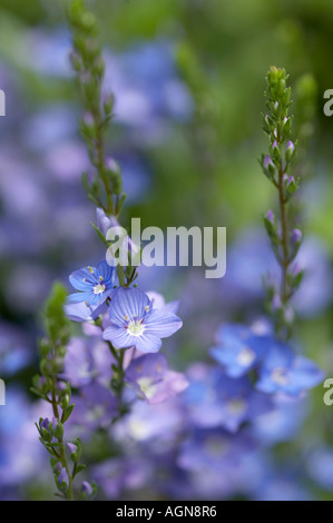 Veronica Gentianoides Enzian-Ehrenpreis Stockfoto