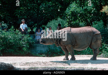 Besucher gerade indische Nashorn Rhinoceros Unicornis Zoo Basel Schweiz Stockfoto