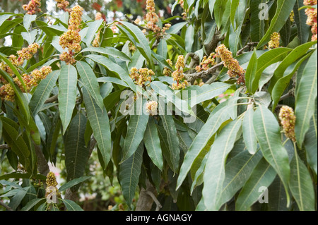 Israel-Mango Baum Blüten blühen von April 2007 Stockfoto