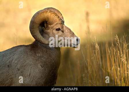 Big Horn Schafe Stockfoto