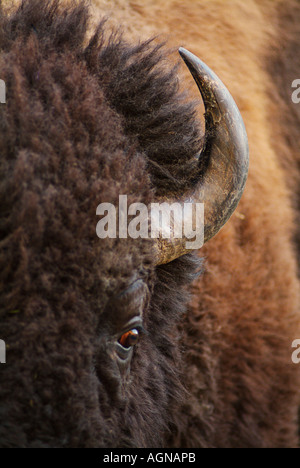 Amerikanischer Bison oder Büffel Stockfoto