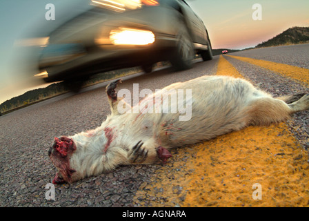 Roadkill eines schwarzen Tailed Prairie Dog Stockfoto