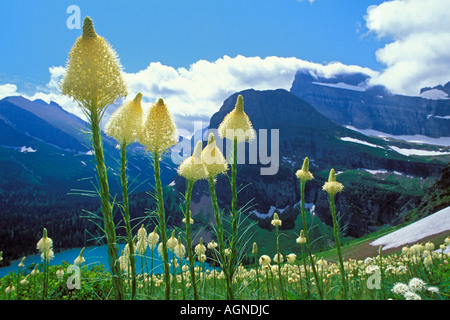 Tragen Sie Rasen Wildblumen Glacier Nationalpark Montana Stockfoto