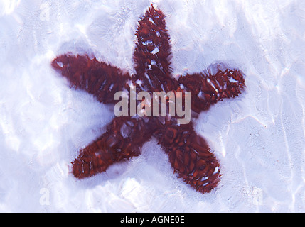 Seestern auf dem Sand im Wasser des Meeres liegen Stockfoto