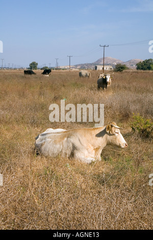dh Mastichari Bereich MASTICHARI Bereich Griechenland KOS Rinderherde gefesselte Beweidung in Peeling Land Felder Stockfoto