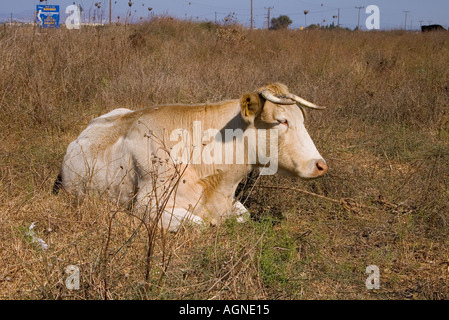 Dh Mastichari MASTICHARI, Kos, Griechenland Tethered Kuh sitzen im Scrub land Felder Hof sitzen Griechische Stockfoto
