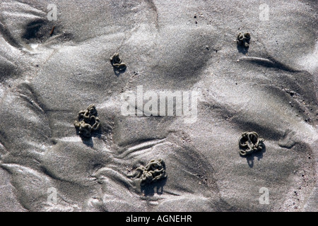 Wurm wirft in den Sand am Strand Stockfoto