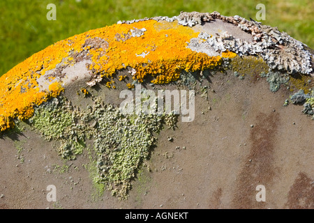 Flechten auf einem Grabstein Stockfoto