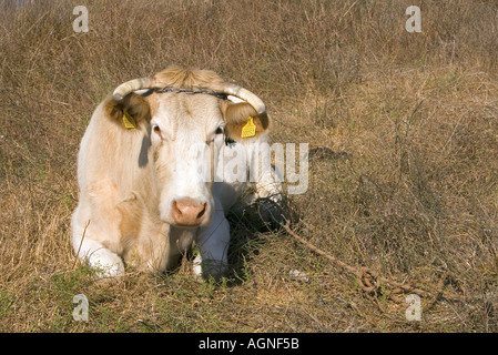 dh Mastichari Bereich MASTICHARI Bereich Griechenland KOS angebunden Kuh sitzen im Gestrüpp Land Felder Stockfoto
